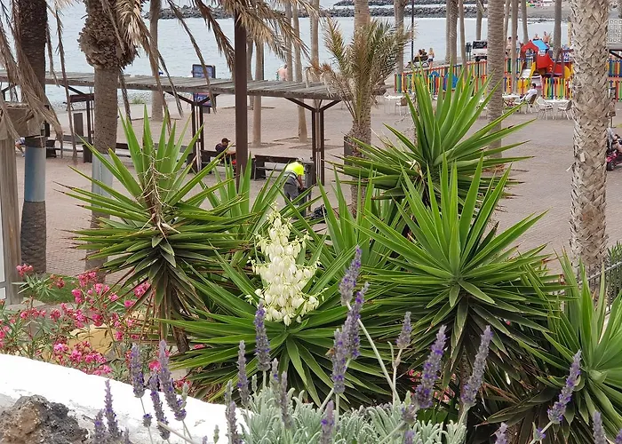 Lavanda 플라야데라스아메리카스