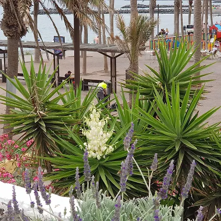 Lavanda Πλάγια ντε λας Αμέρικας