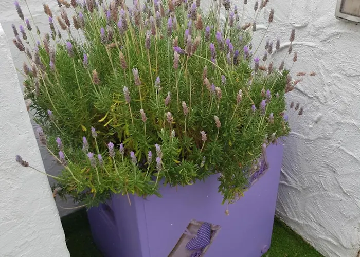 Lejlighedshotel Lavanda 3*